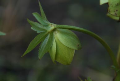 Helleborus multifidus bestellen